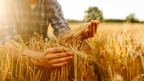 Coltivazione del grano